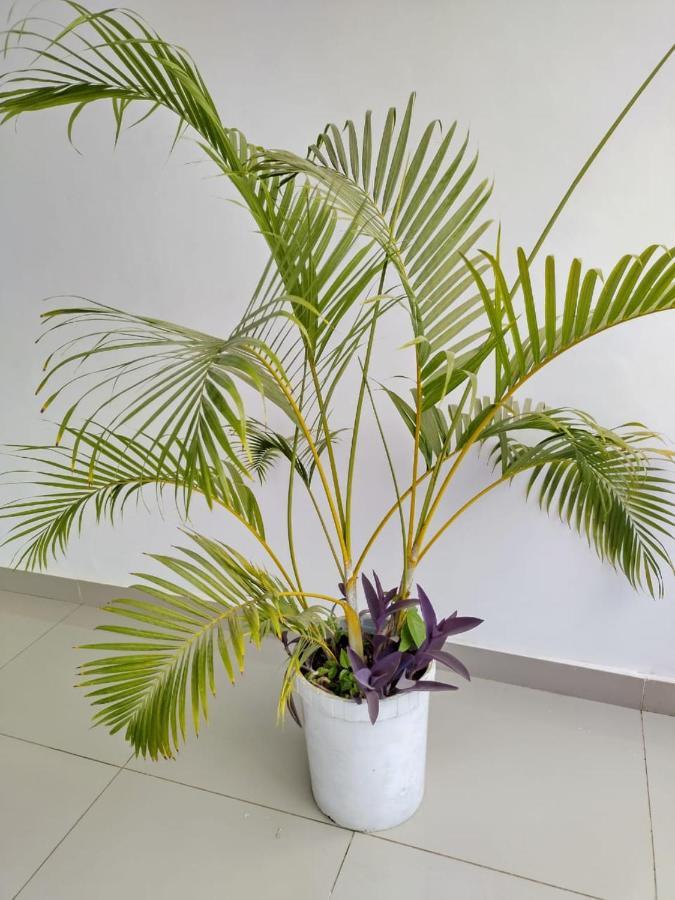 6 Park Retreat Hotel Mombasa Eksteriør billede